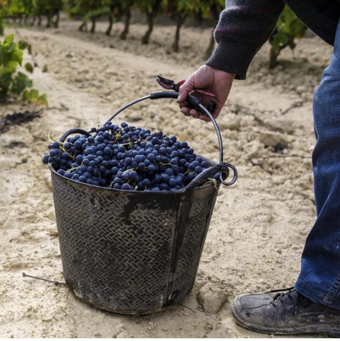 Vendimia 2024 en Celler Piñol: Una Cosecha Única e Inolvidable