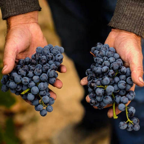 El Trío Estrella de variedades tintas de Celler Piñol