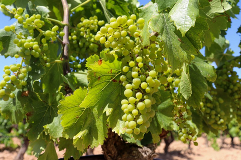 La Garnacha blanca se internacionaliza por todo el mundo