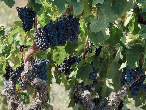 La vendimia en la Terra Alta: tradición y pasión en Celler Piñol